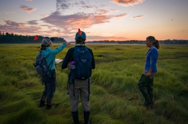 Three researchers walk through a salt marsh at sunrise