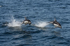 Two Pacific white-sided dolphins leap out of the ocean water.