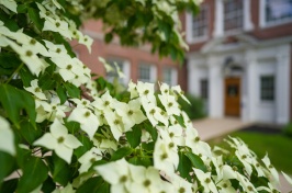flowering bush in back of Murkland Hall