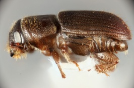 Close-up of southern pine beetle