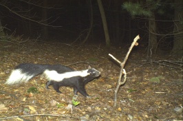 A night-time game camera photo taken of a striped skunk. The white and black sunk is walking on all fours through a leaf covered clearing while looking at a stick staked into the ground.