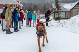 Search-and-rescue dog runs toward the camera in the snow as school children look on