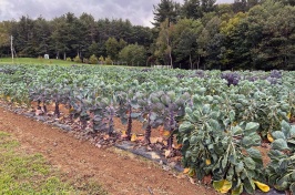 Brussels sprout plants at UNH's Woodman Horticultural Research Farm.