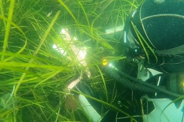 An image of a diver in eelgrass measuring the canopy height of the eelgrass.