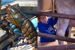 A photo showing a fisherman holding a lobster on the left and a UNH student milking a cow on the right