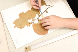 Two hands work on mounting a specimen at the Hodgedon Herbarium at UNH.