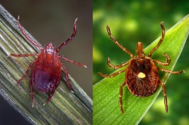Two images, both showing two ticks on blades of grass. The tick on the left is an Asian longhorned tick. The tick on the right, with a dot on its back, is a lone star tick.