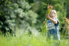 Woman in blue shirt stands in field of flax, holding harvested plants