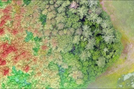 An aerial digital photo showing the edge of a forest and the changes at that edge