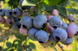 A cluster of blueberries taken at the blueberry orchard at the Woodman Horticultural Research Farm.