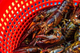 Freshly caught lobsters in a bright orange plastic catch container.