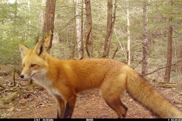 A photo of a red fox captured by a camera trap in New Hampshire