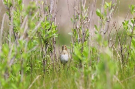 A saltmarsh sparrow in the brush