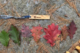 series of leaves