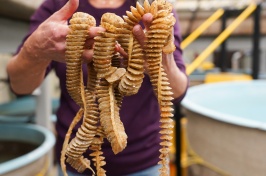 Two hands hold up several strands of whelk egg casings in the Coastal Marine Lab.