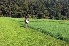 Former UNH postdoctorate researcher Buck Castillo walks alongside a treatment plot located at the UNH Kingman Research Farm.