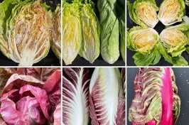 Collage showing six different varieties of radicchio across two rows