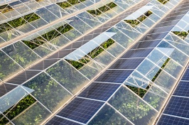 An example of agrivoltaics