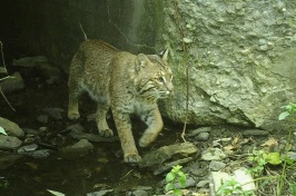 A bobcat emerges from a culvert after crossing under a road.