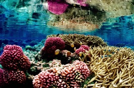 Colorful underwater coral reef. 