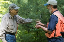 Two men examine pine needles on a tree in the woods
