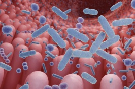 Illustration of gut microbes