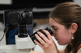 Holly Hoag looks at a Nasonia wasp through a microscope