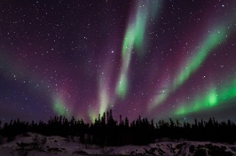 Purple and green northern lights above a treeline.
