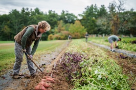 A woman uses a tool to work on a sweetpotato crop in a farm field