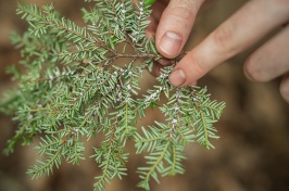 Overhead close up of a hand holding a pine branch