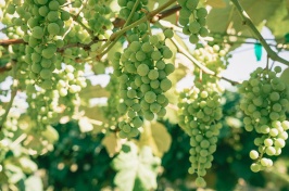 Green grapes hang in the sun