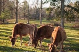 Jersey cows graze at UNH's Organic Dairy Research Farm
