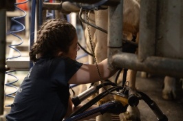 Researcher collecting colostrum from a dairy cow, highlighting its importance in calf immunity and health.