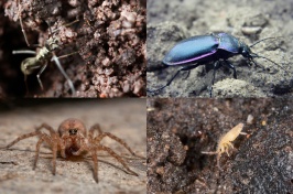A collage showing different beneficial arthropods to soil, including an ant in the ground, a ground beetle walking across soil, a springtail in the ground and a wolf spider looking into the camera.