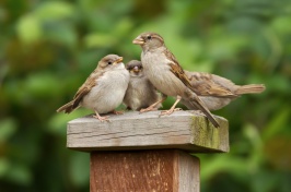 House sparrows may carry harmful bacteria on dairy farms