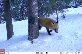 A red fox walks over snow drifts in a forest. 