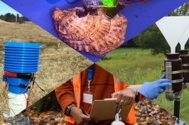 An image highlighting 4 CREATE projects: Shows an oyster with a biosensor, a collection device for water sampling, a woman holding a clipboard, and a sensor in the field.