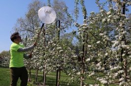 Researcher Shyloe Favreau nets bees at a New Hampshire apple orchard in this first frame.