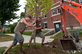 Tree Planting