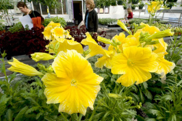 Spring Arrives At The UNH Greenhouse Open House March 30–31, 2012