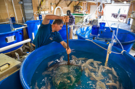 Todd Guerdat harvests the donated tilapia