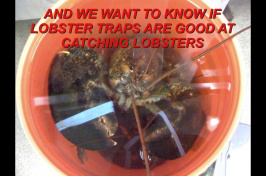 The Tales a Lobster Trap Tells