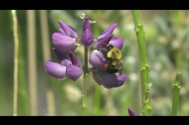 UNH Bee Research