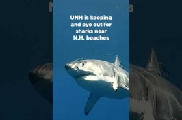 Sharks Aren't Lingering in Local Waters, UNH Researchers Find