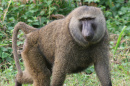 baboon