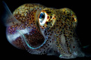 bobtail squid