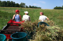 students at farm internship