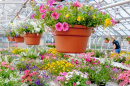 potted flowers in greenhouse