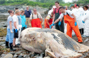 MINKE WHALE DISSECTION