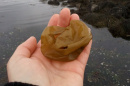 sea potatoe seaweed